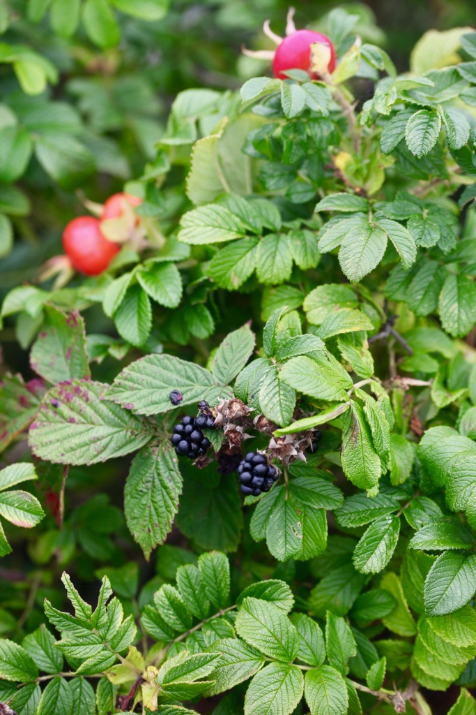 Blackberries and rosa rugosa Alba hips
