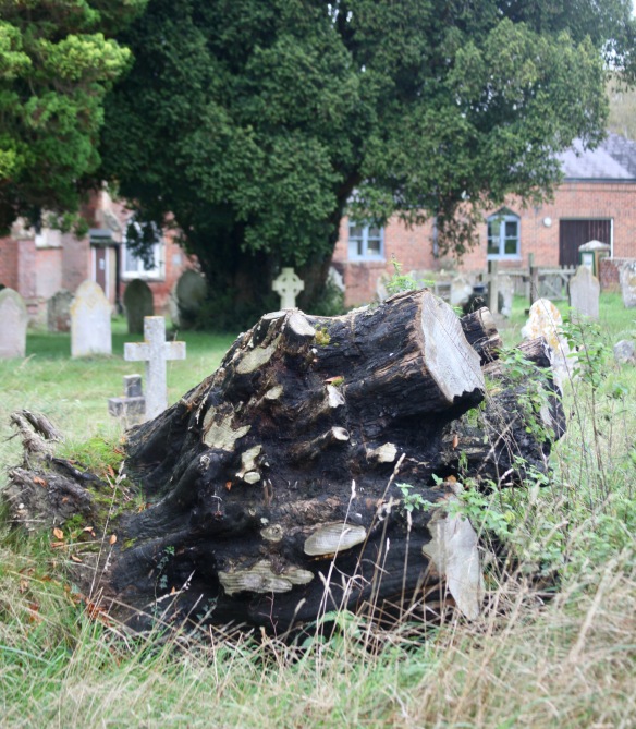 Tree stump and gravestones 2