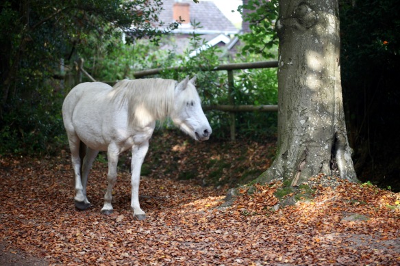 Pony and autumn leaves 1