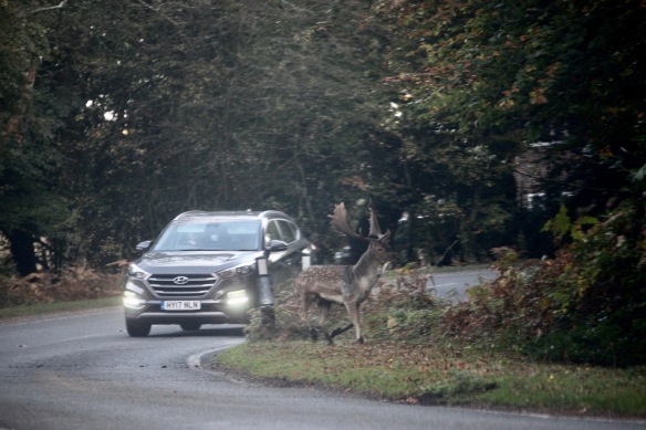 Stag on road 3