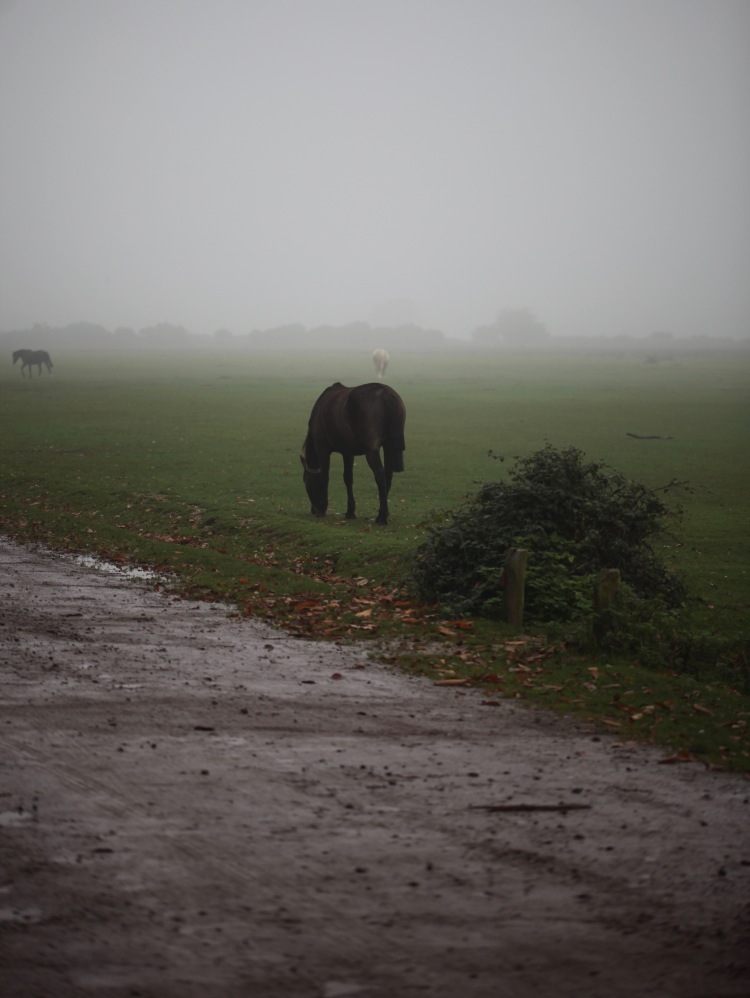 Ponies in mist 3