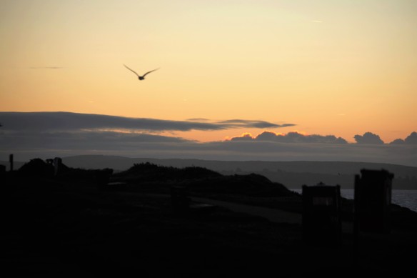 Sunrise with gull