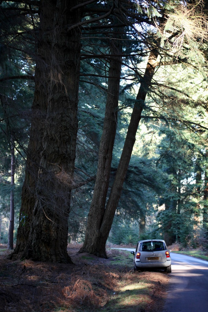 Giant redwoods 1