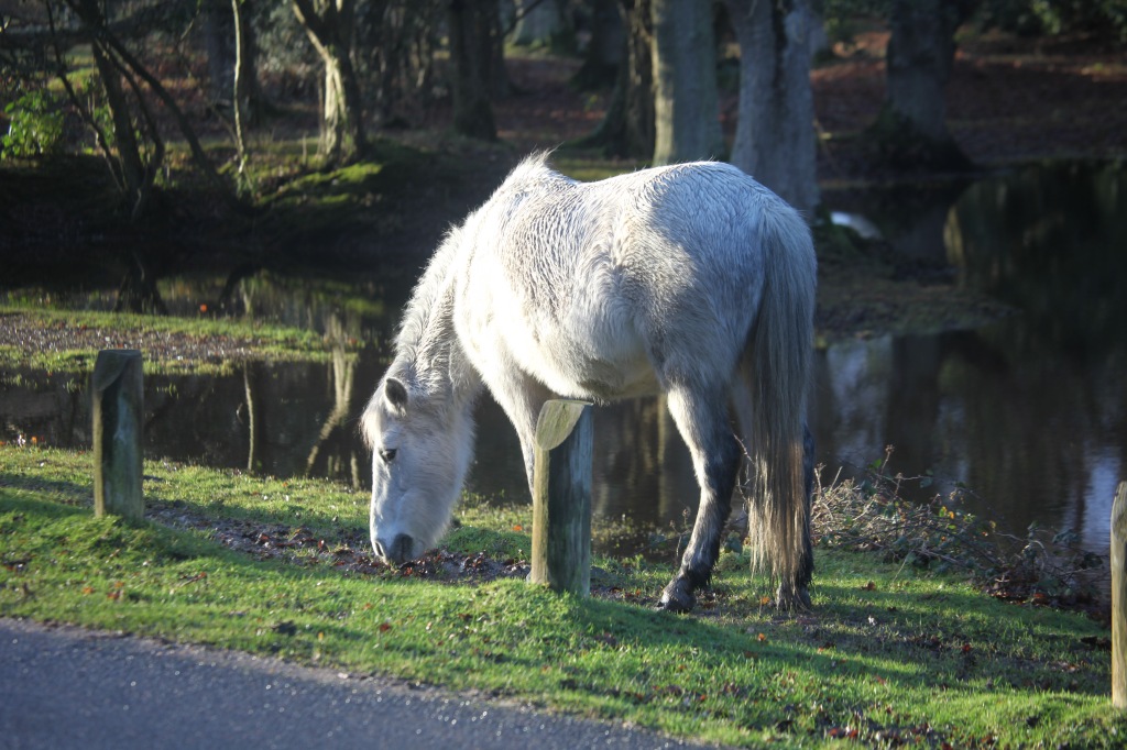 Pony 6