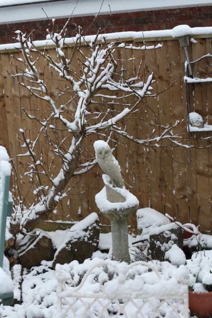 Garden in snow - owl