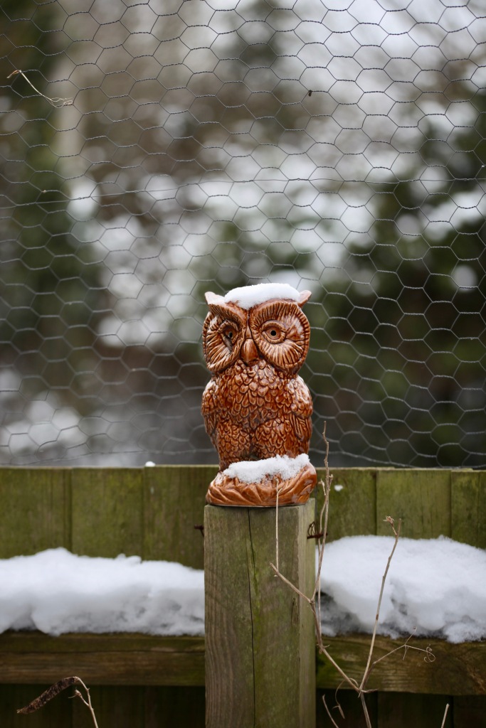 Owl with snow cap