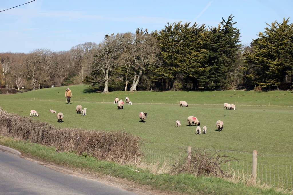Ewes, lambs, farmer