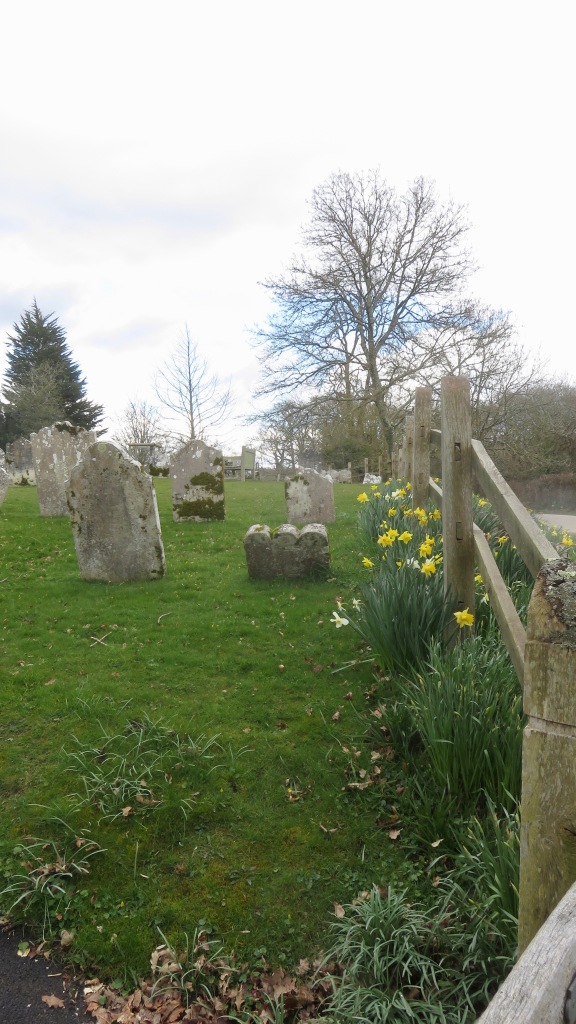 Daffodils in churchyard
