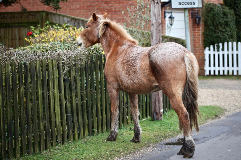 Pony clipping hedge