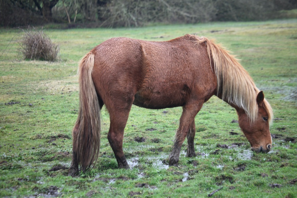 Pony in waterlogged grass