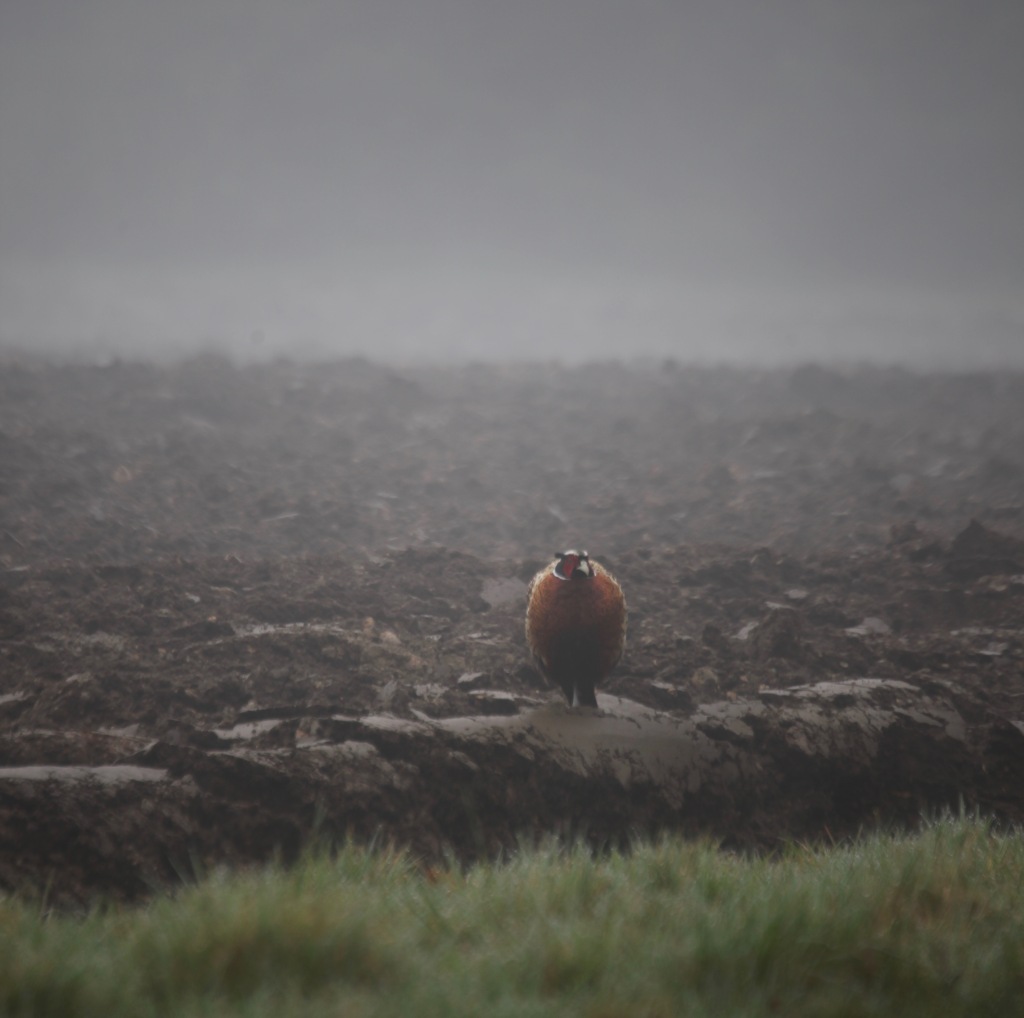 Cock pheasant in mist