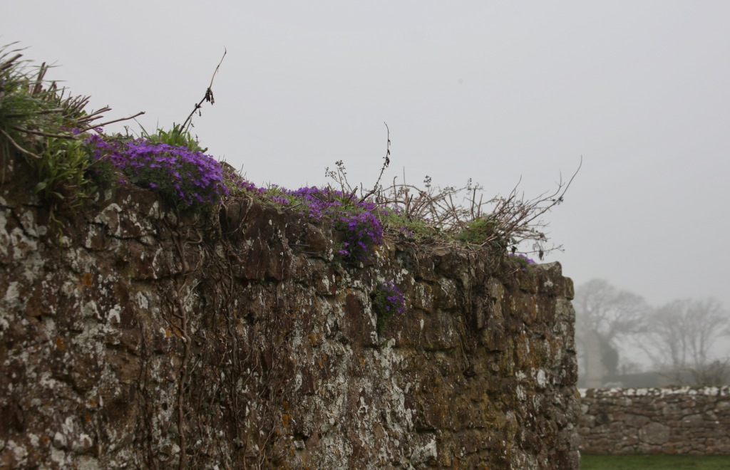 Aubretia on stone wall