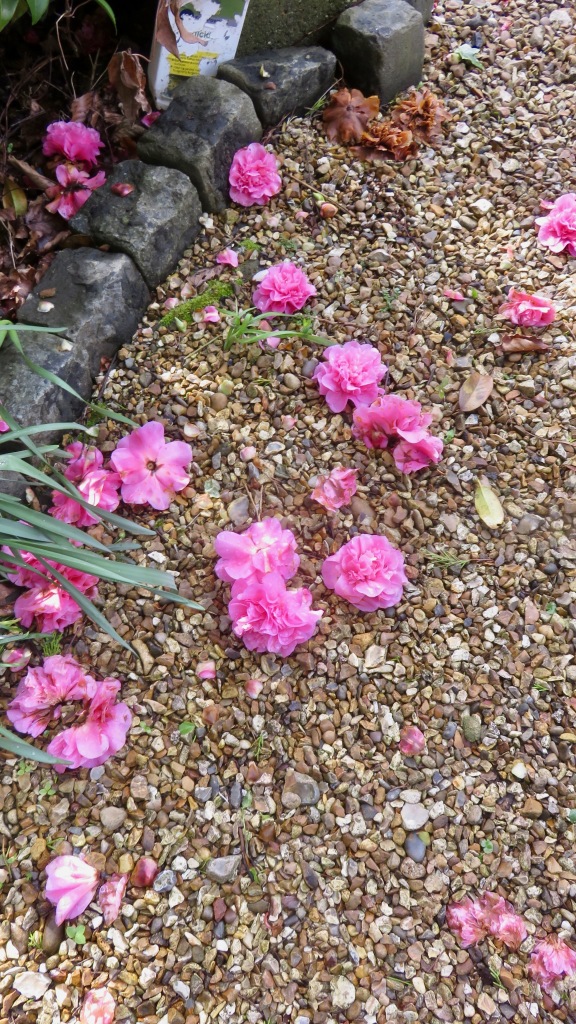 Camellia blooms fallen