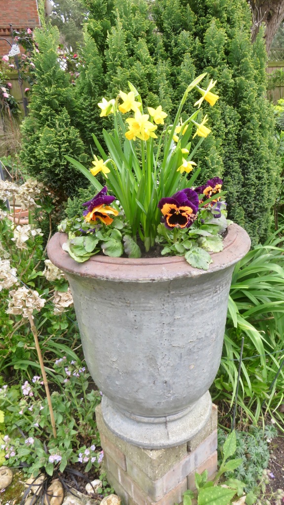 Daffodils and pansies in new urn