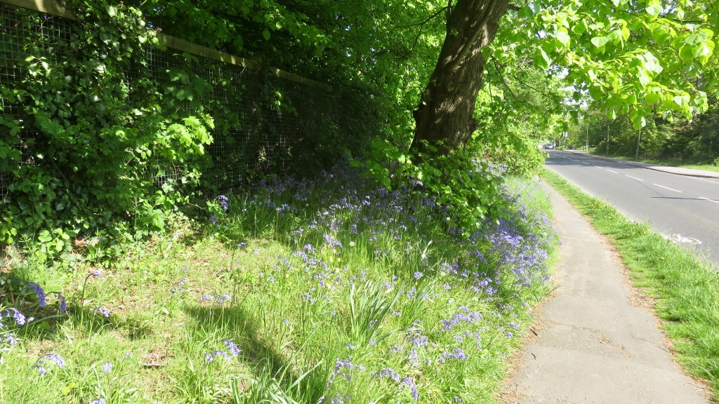 Footpath and bluebell bank