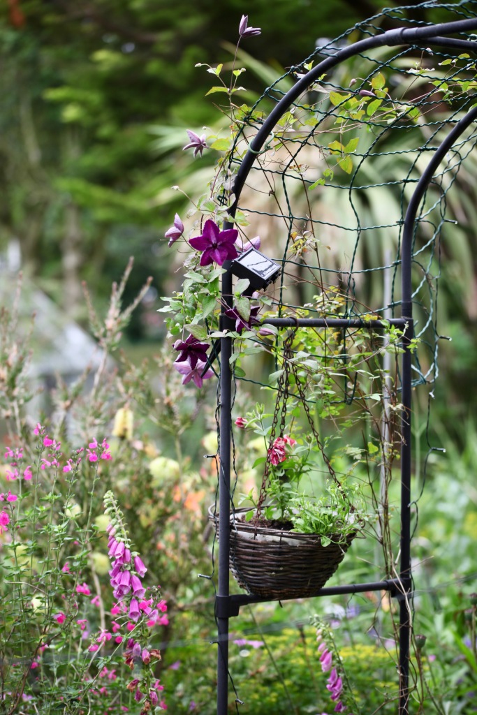 Clematis and foxgloves