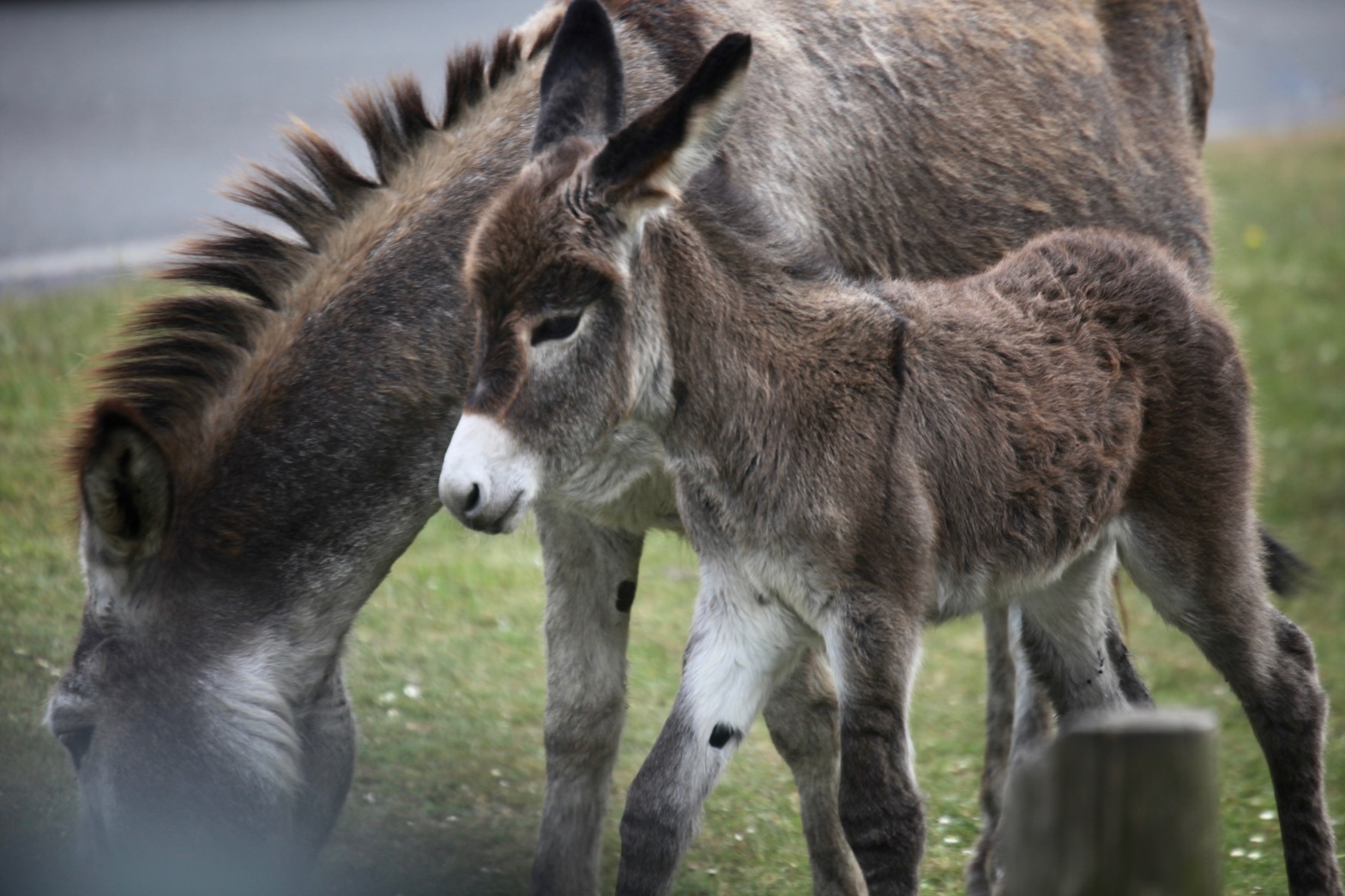 Donkey and foal