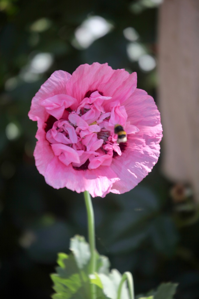 Bee on poppy
