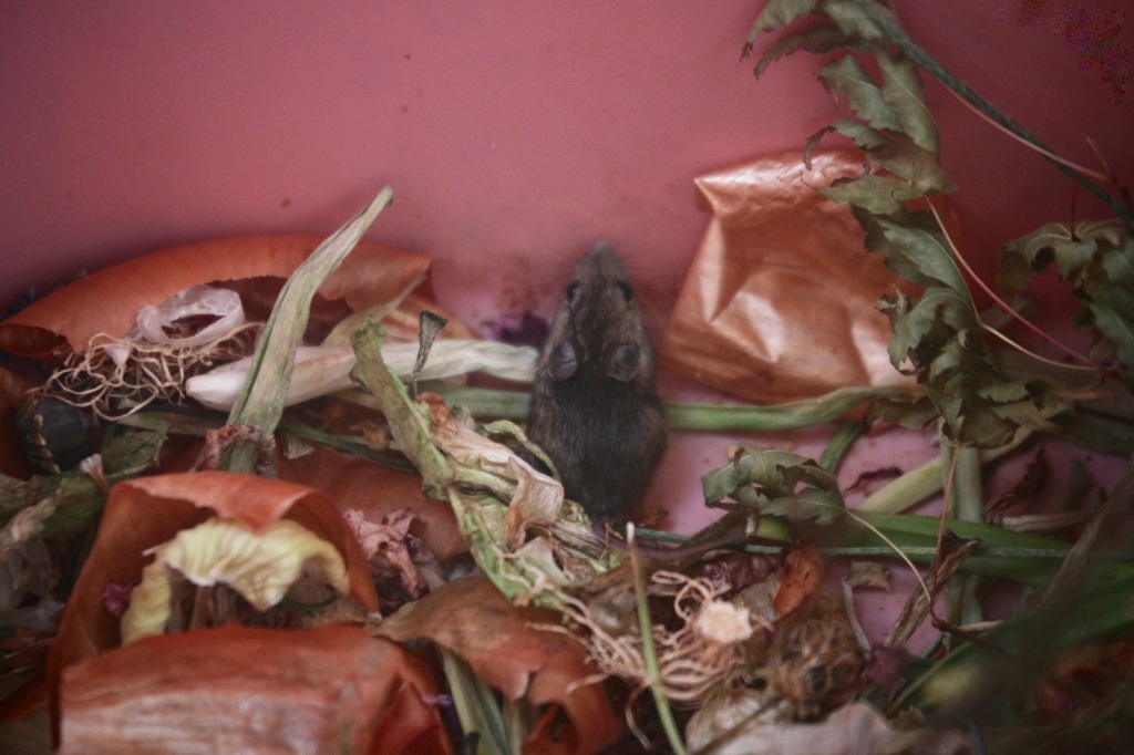 Mouse in compost