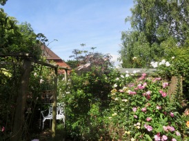 Rose Garden including Sambucus Black Lace