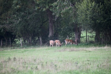 Three young stags