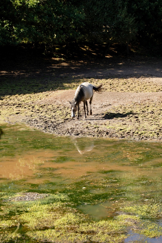 Pony approaching water