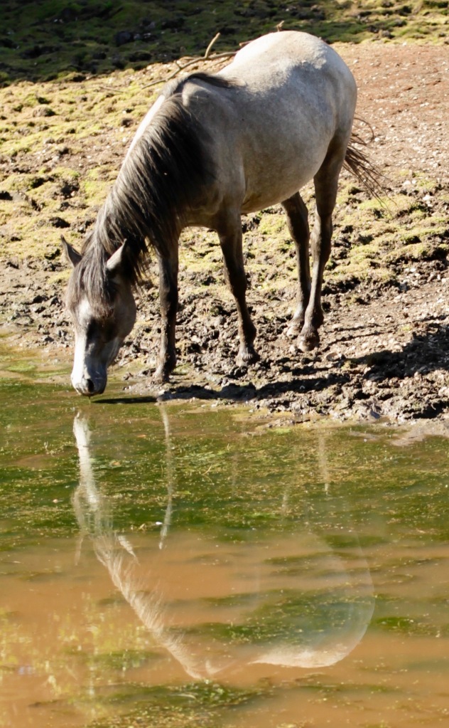 Pony reflected