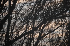 Branches at dusk